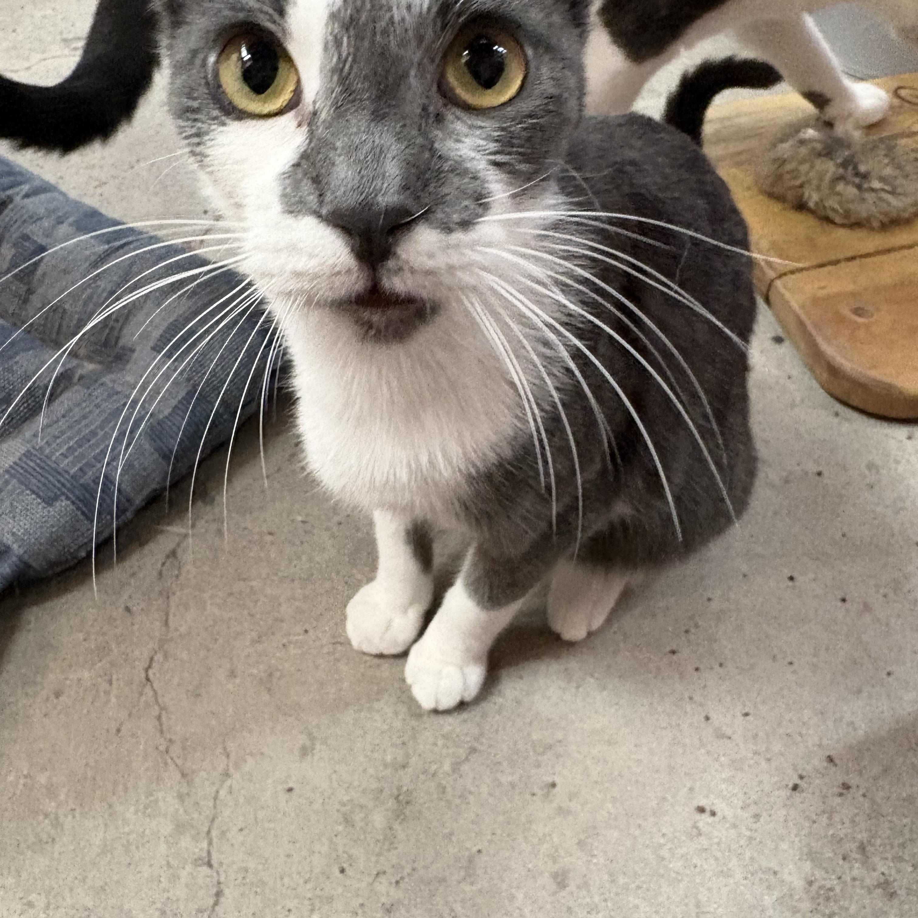 Zelazney, a ADOPTABLE American Shorthair in Albuquerque, NM image 3/3