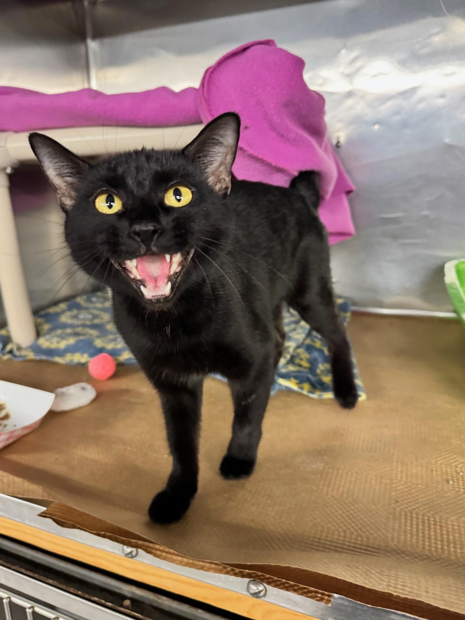 Nook Nook, Adoptable, Adult Female Domestic Short Hair.