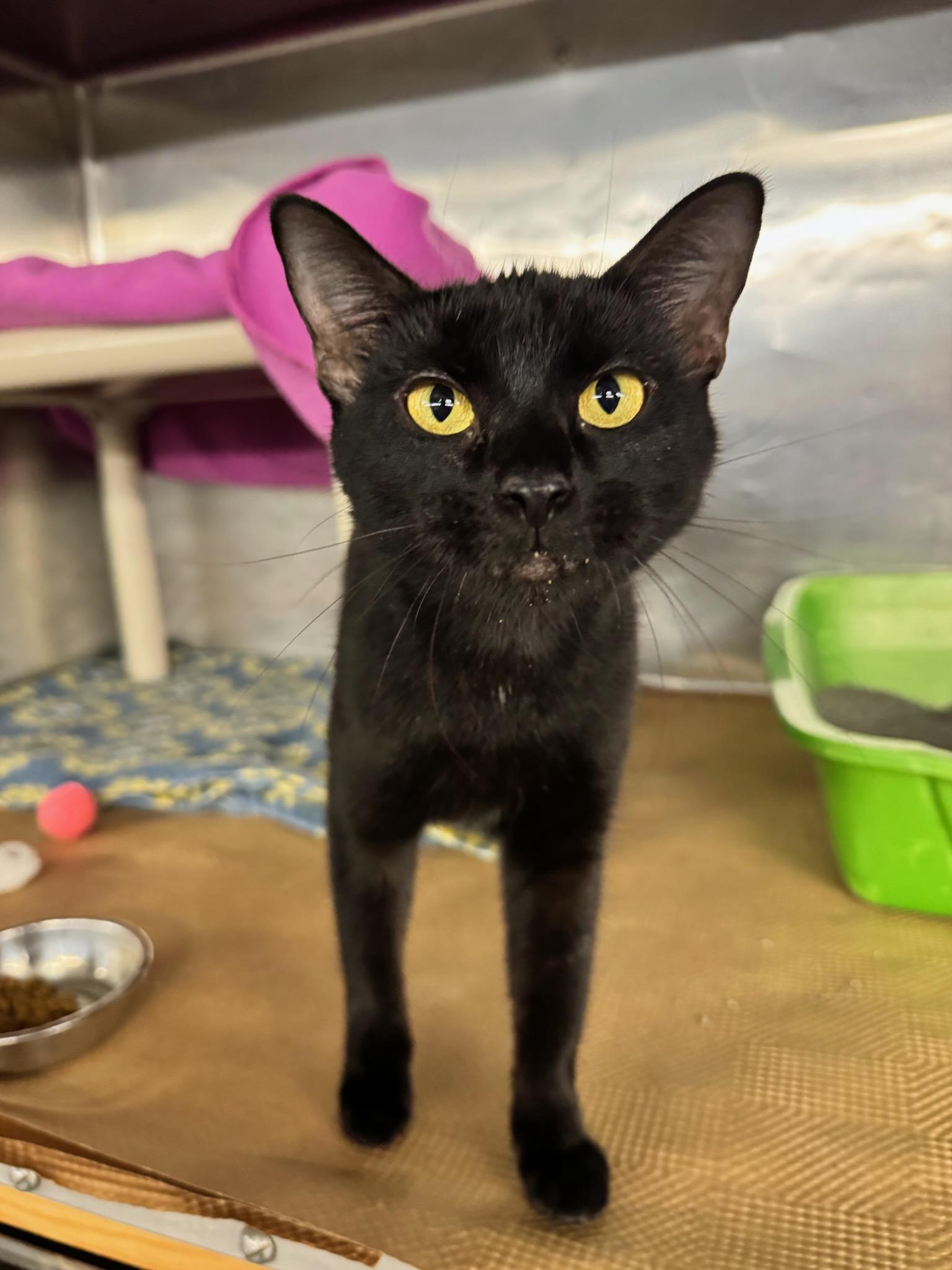 Enlarge Nook Nook, a Adoptable Domestic Short Hair in Boston, MA image 2/2