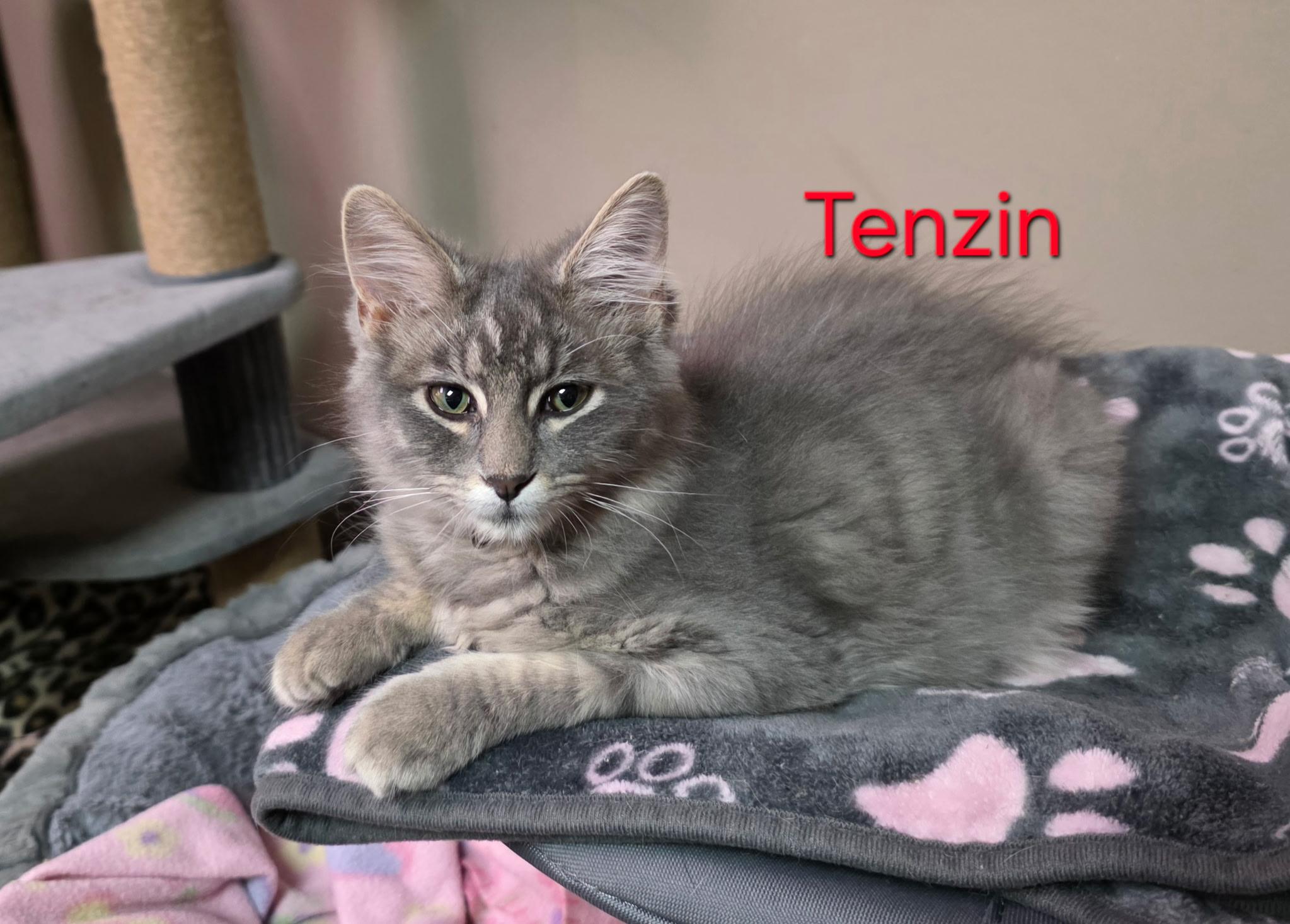Tenzin, Adopted, Kitten Male Domestic Long Hair.