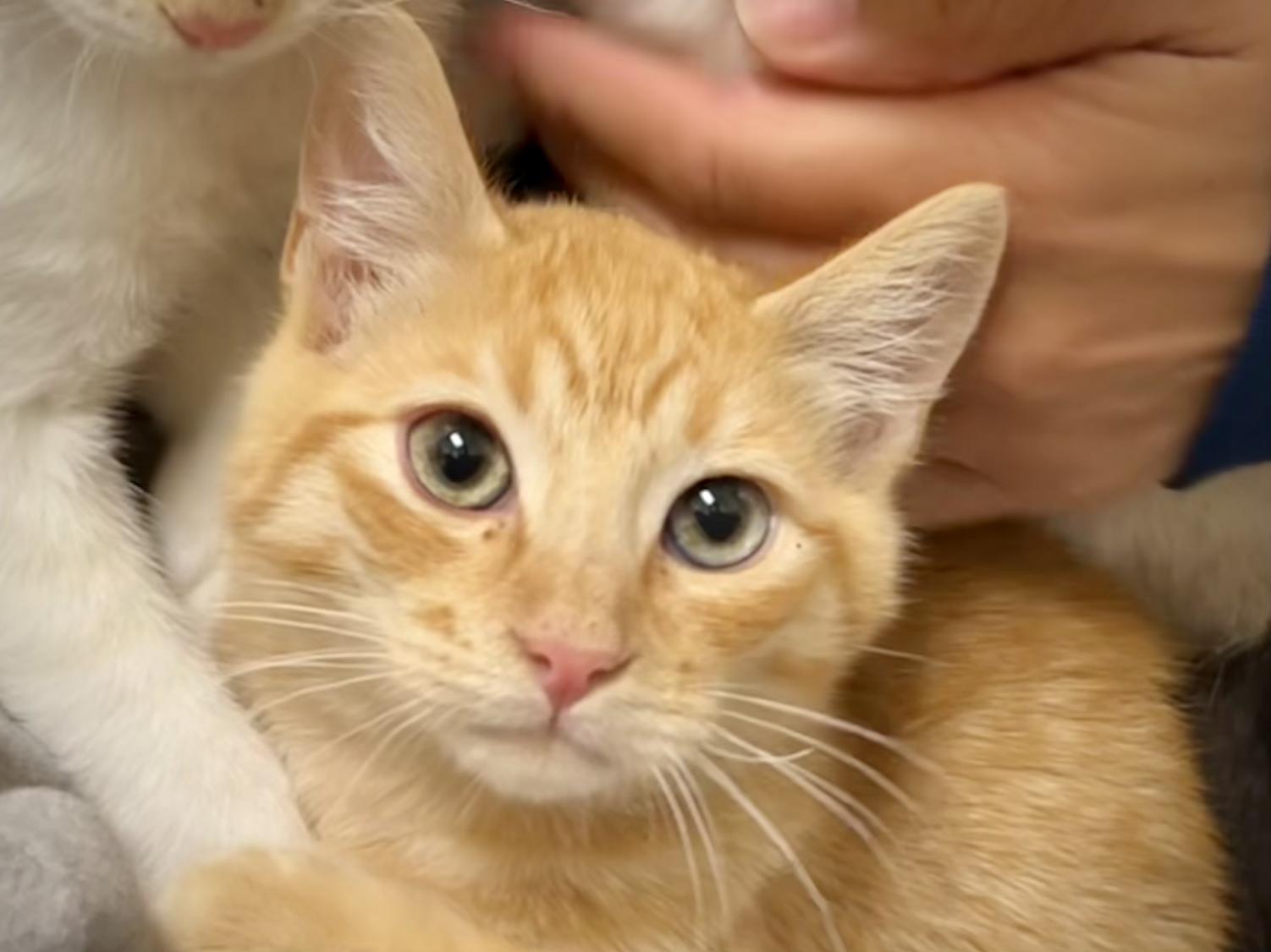 Enlarge Copper, a Adoptable Tabby in Greenfield, CA image 1/1