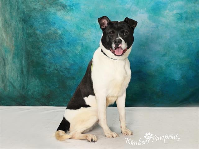 Enlarge BUBBA, a Adoptable mixed breed in Omaha, NE image 1/1