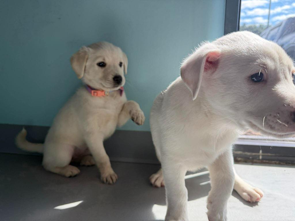 Blue Bell, Adopted, Puppy Female Mixed Breed.