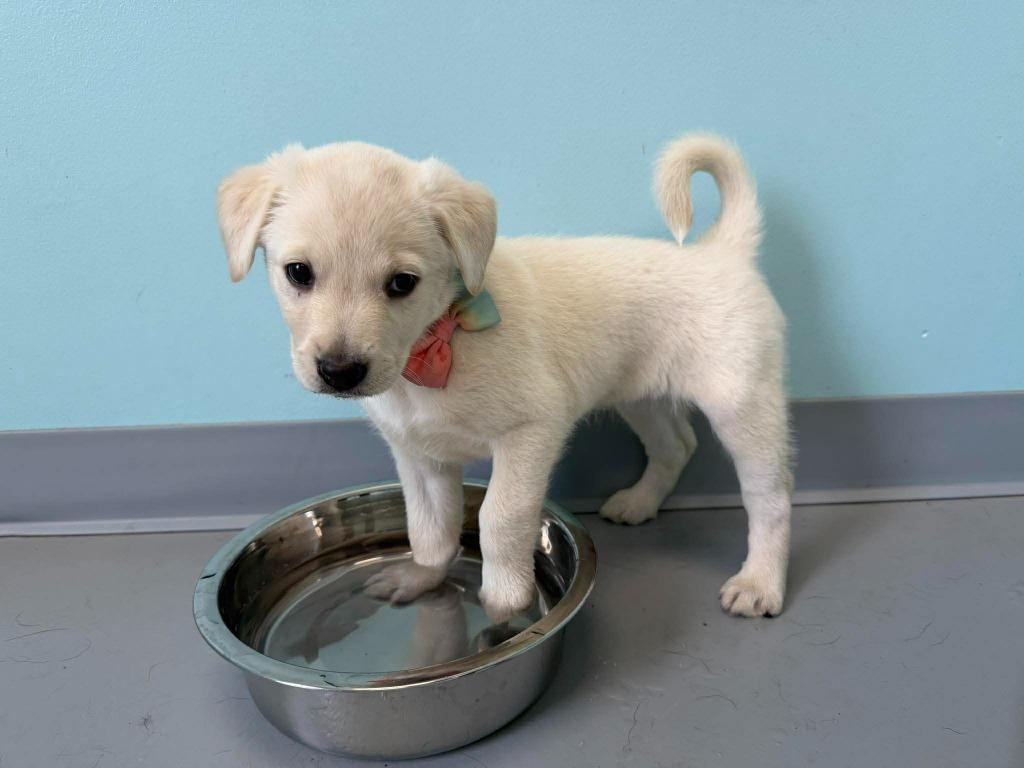 Blue Bell, a Adopted mixed breed in Raleigh, NC image 2/6