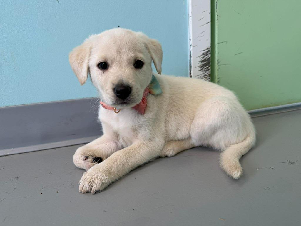 Blue Bell, a Adopted mixed breed in Raleigh, NC image 3/6
