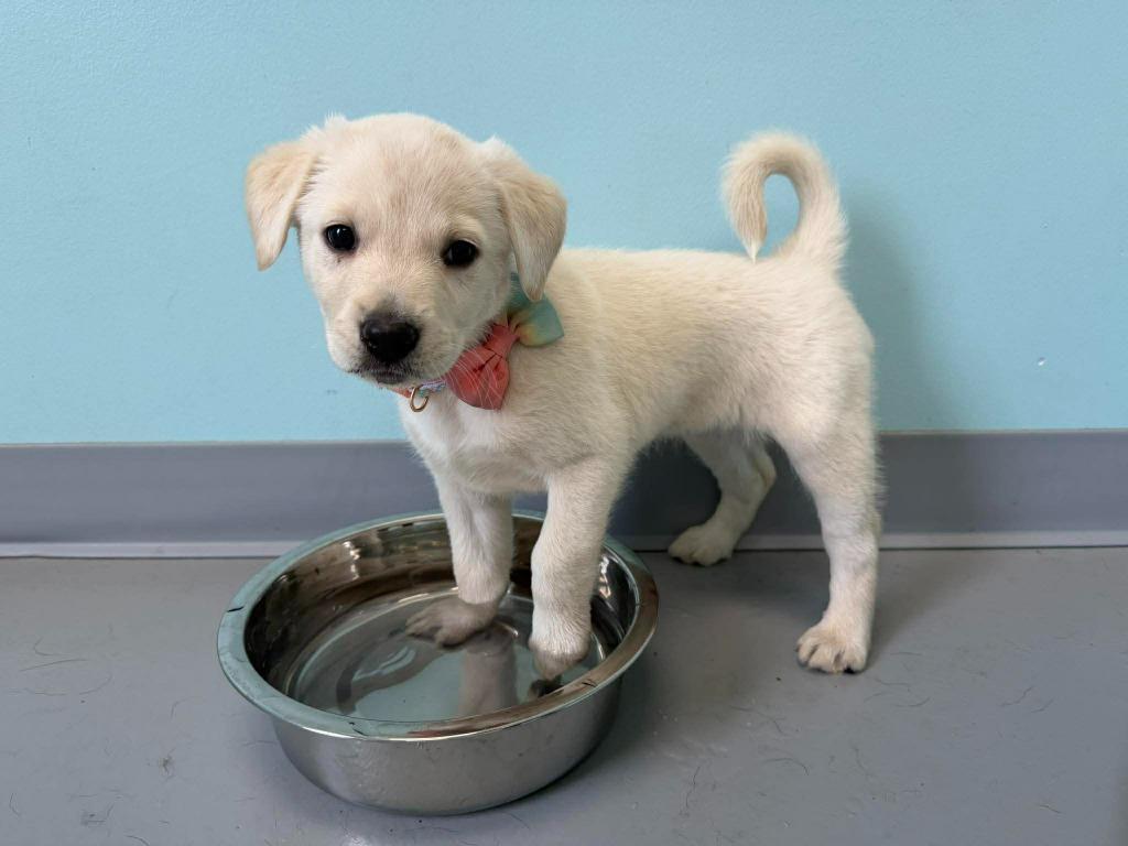 Blue Bell, a Adopted mixed breed in Raleigh, NC image 5/6