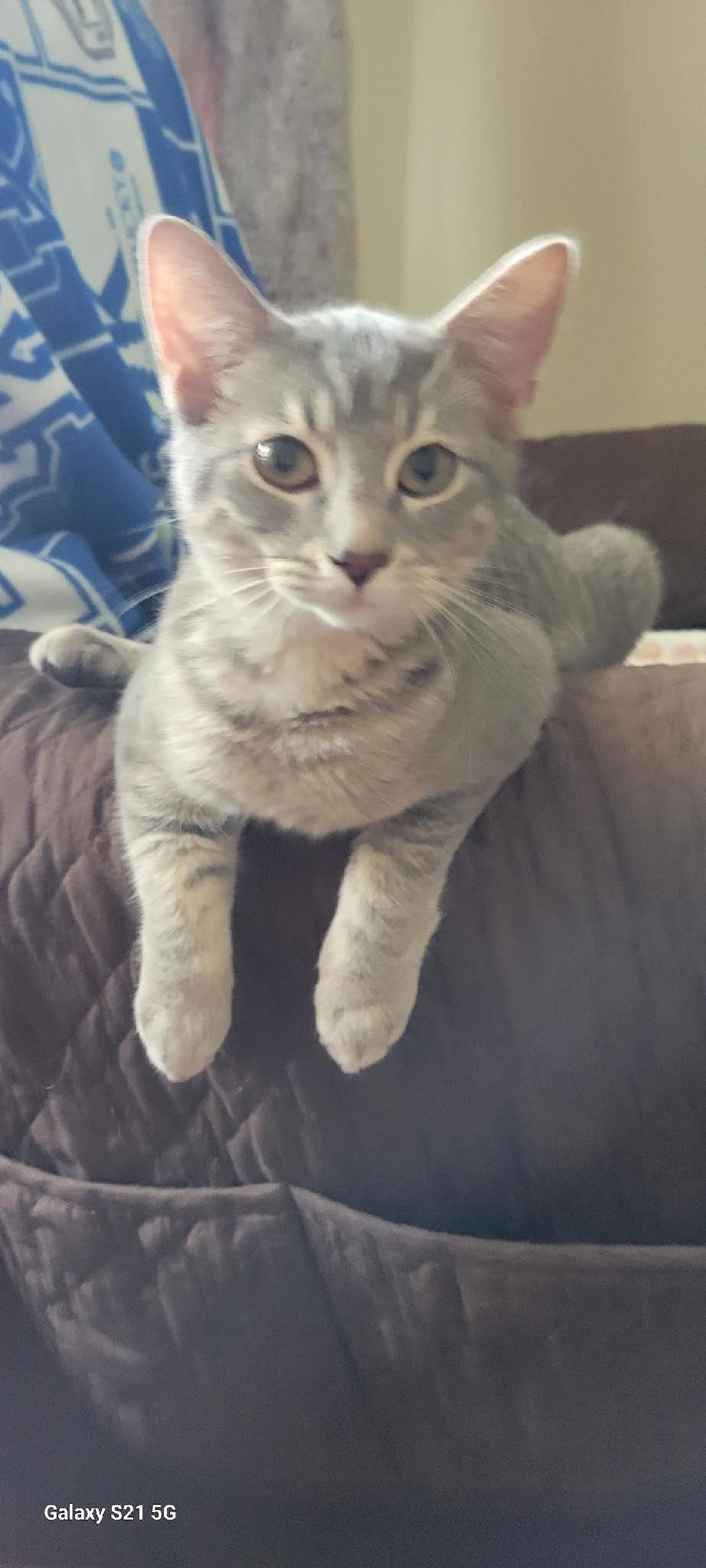Belle, Adopted, Young Female American Shorthair.