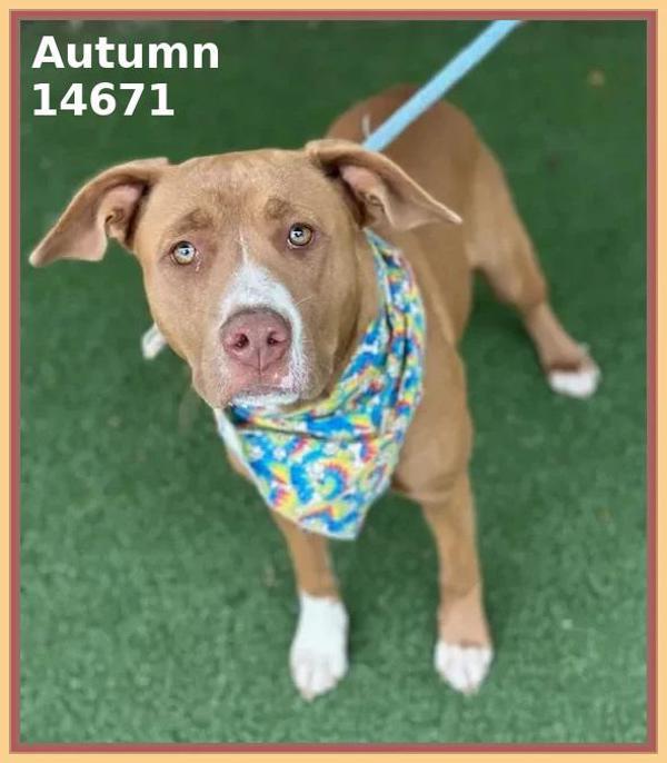 Autumn (48), Adoptable, Young Female Pit Bull Terrier.