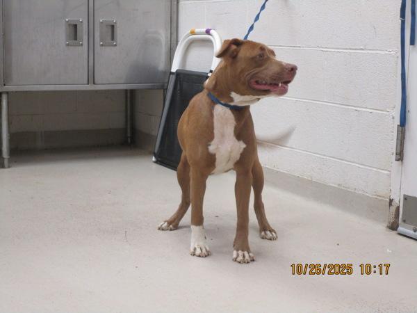 Enlarge Autumn (48), a Adoptable mixed breed in Marietta, GA image 2/2