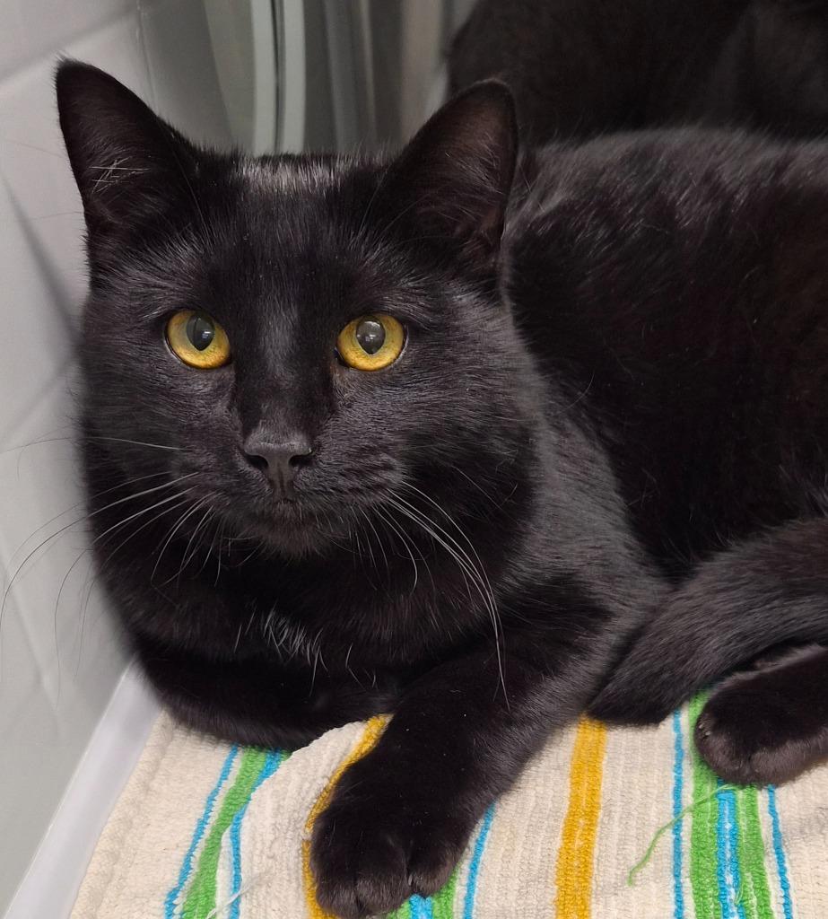 Mable, Adoptable, Young Female Domestic Short Hair.