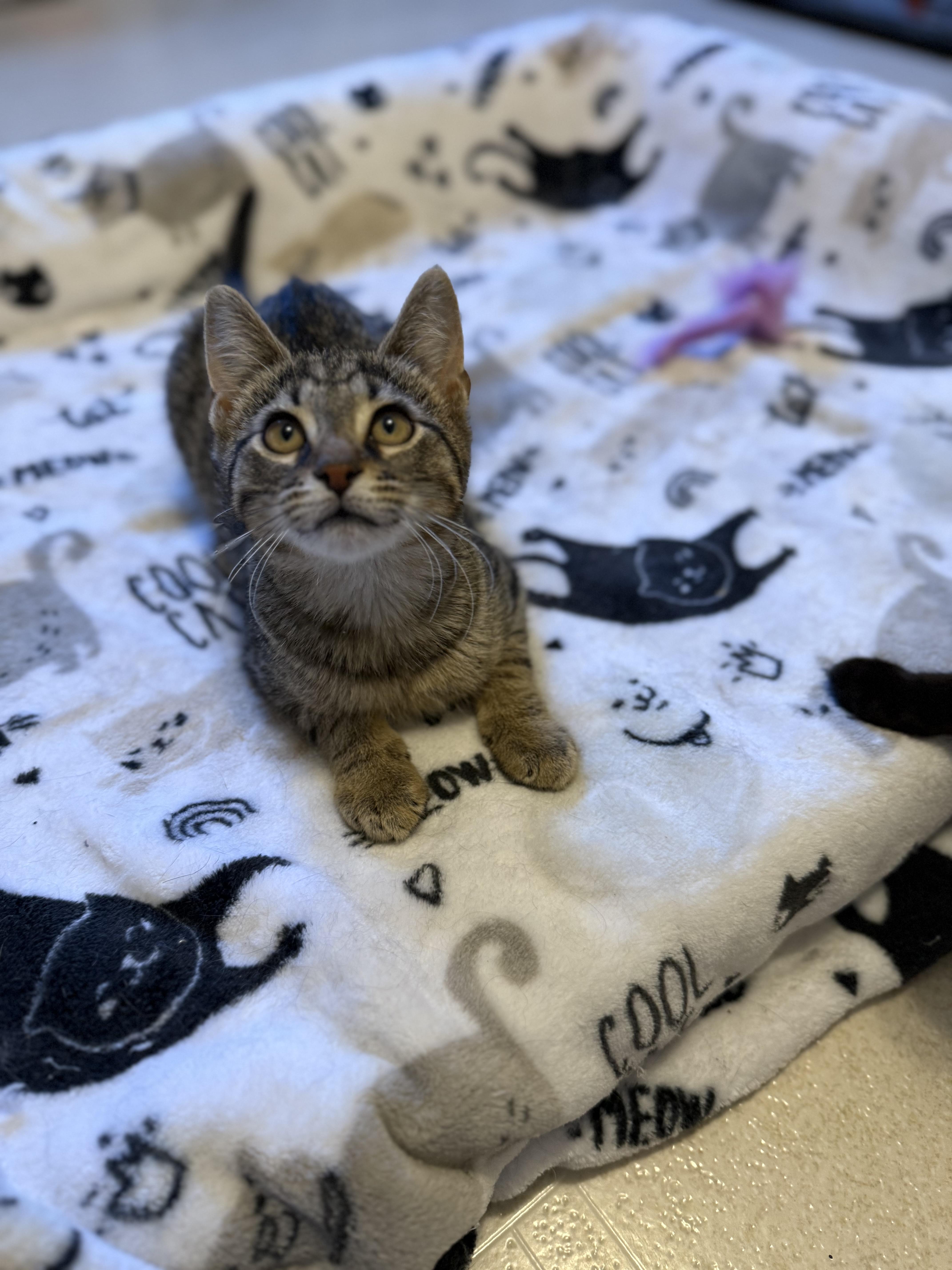 Enlarge Squeaky, an adopted Domestic Short Hair in OLEAN, NY image 1/1