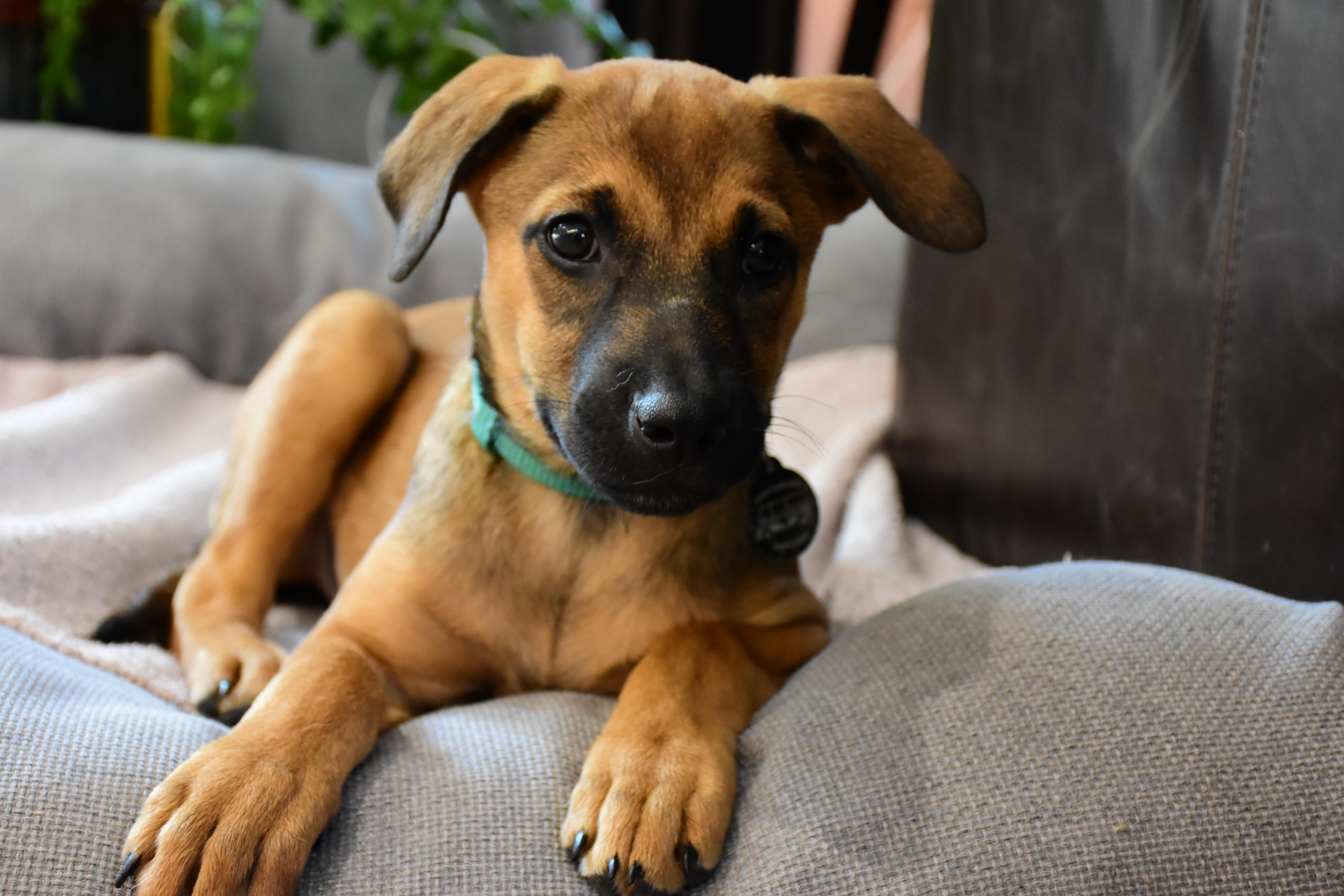 Egg, an adopted mixed breed in Maple Shade, NJ image 1/6