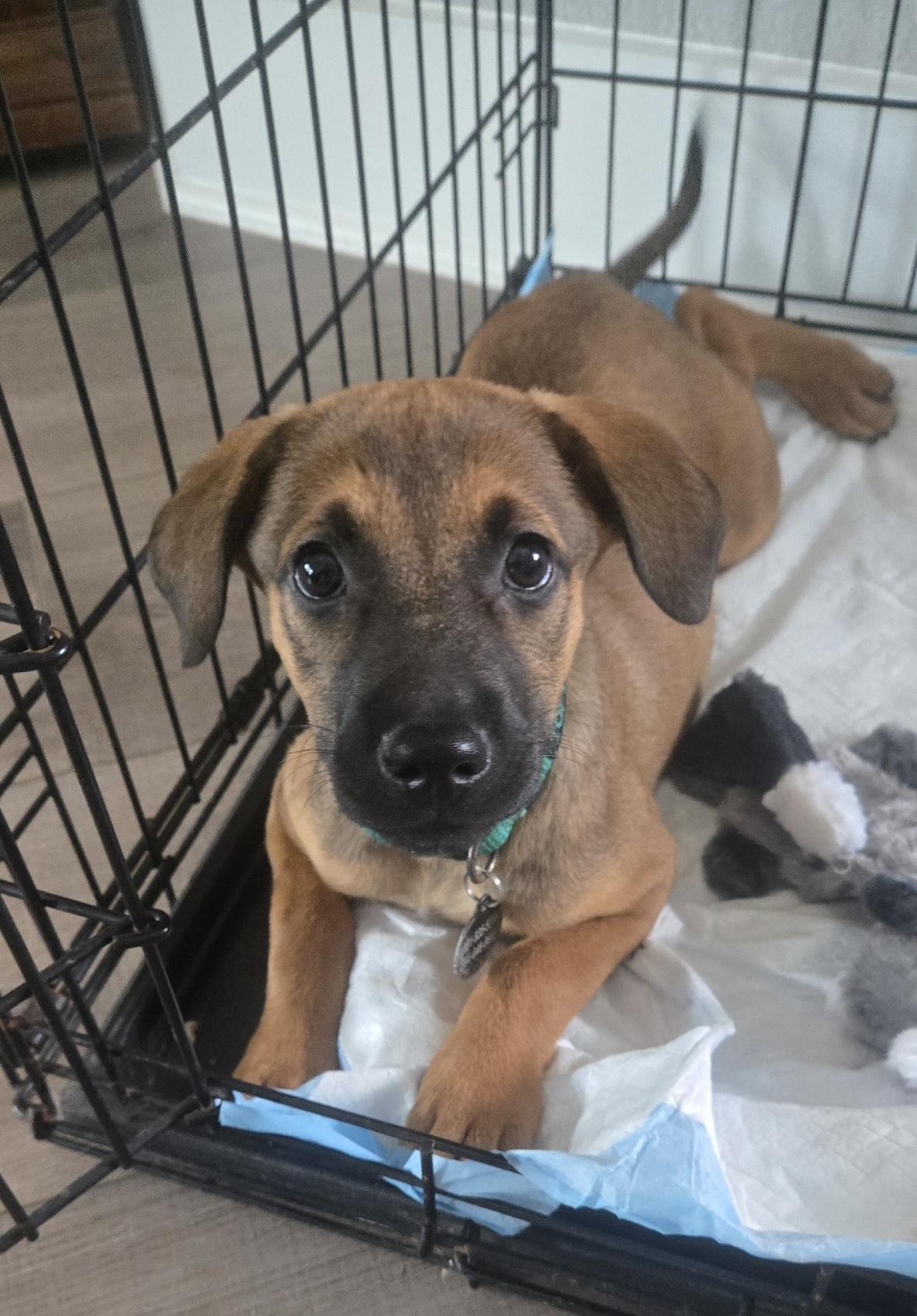 Egg, an adopted mixed breed in Maple Shade, NJ image 6/6