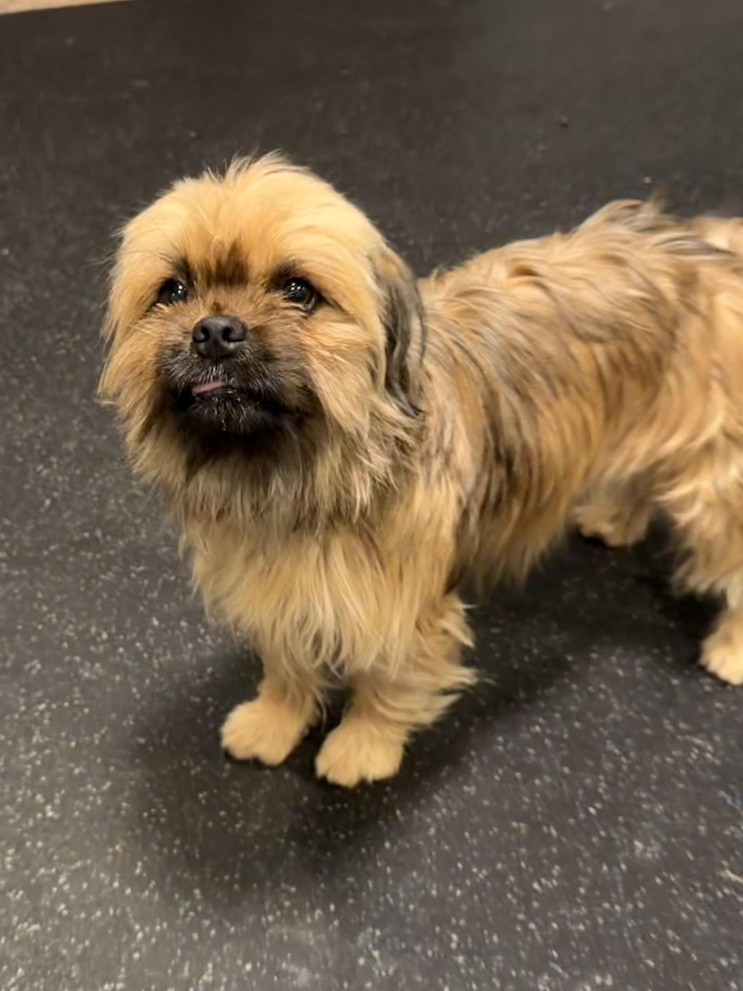 Jax, ADOPTABLE, Adult Male Pug & Shih Tzu.