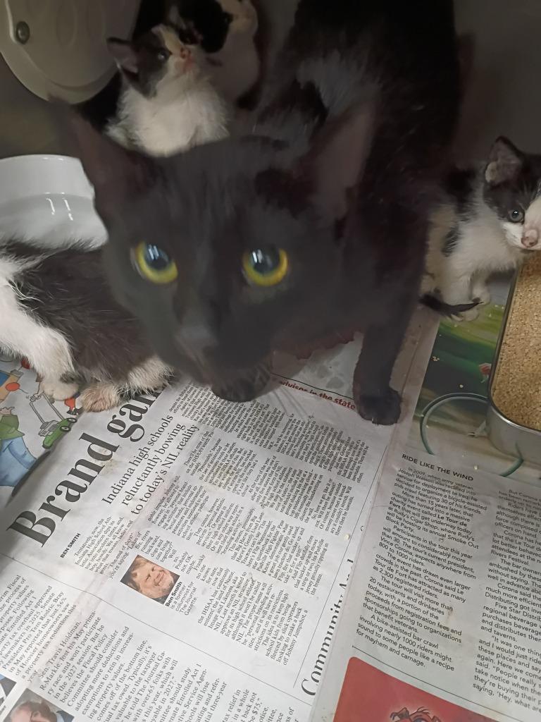 Carleena, Adoptable, Young Female Domestic Short Hair.