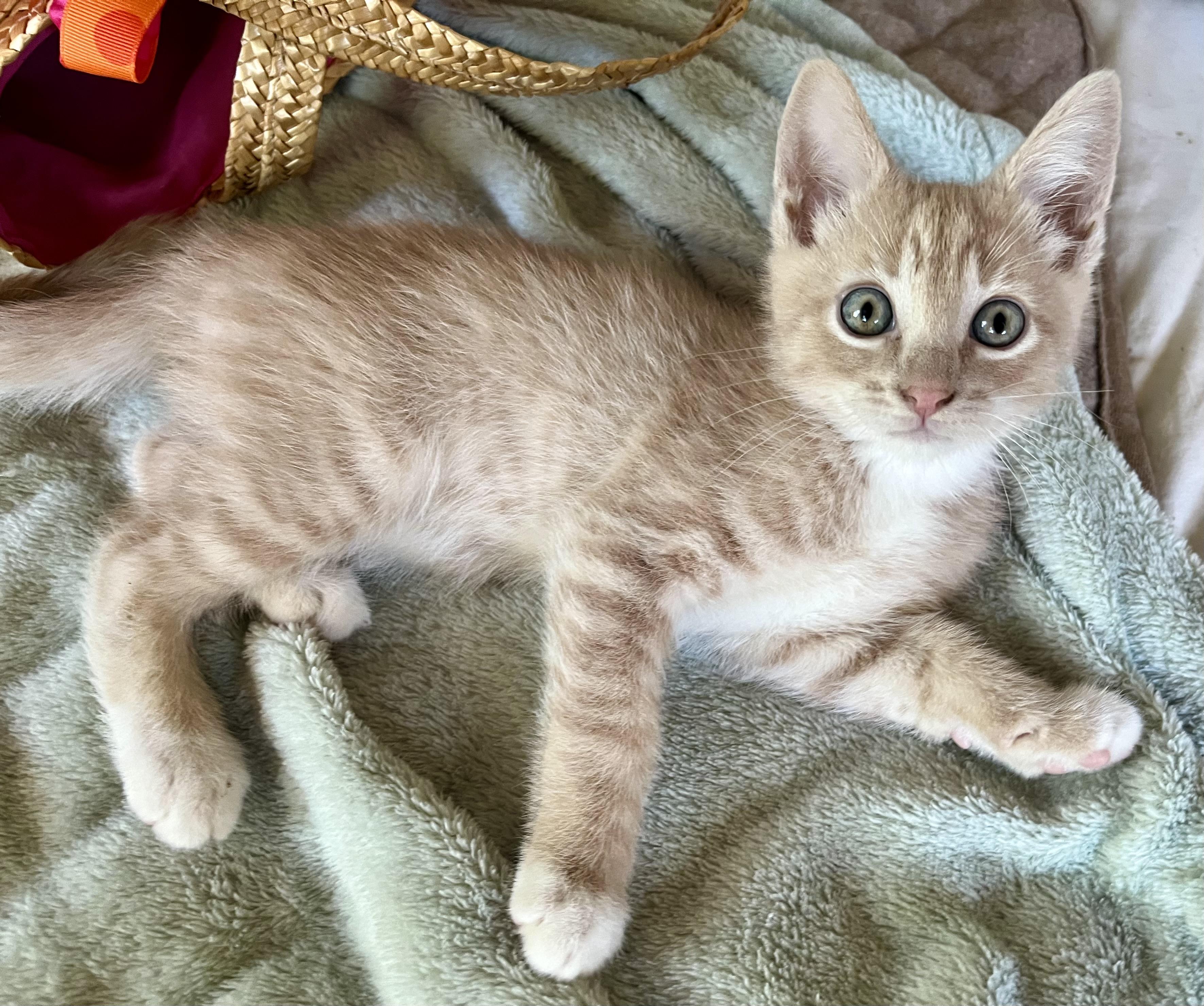 Athena, an adopted mixed breed in Rocky Hill, CT image 4/5