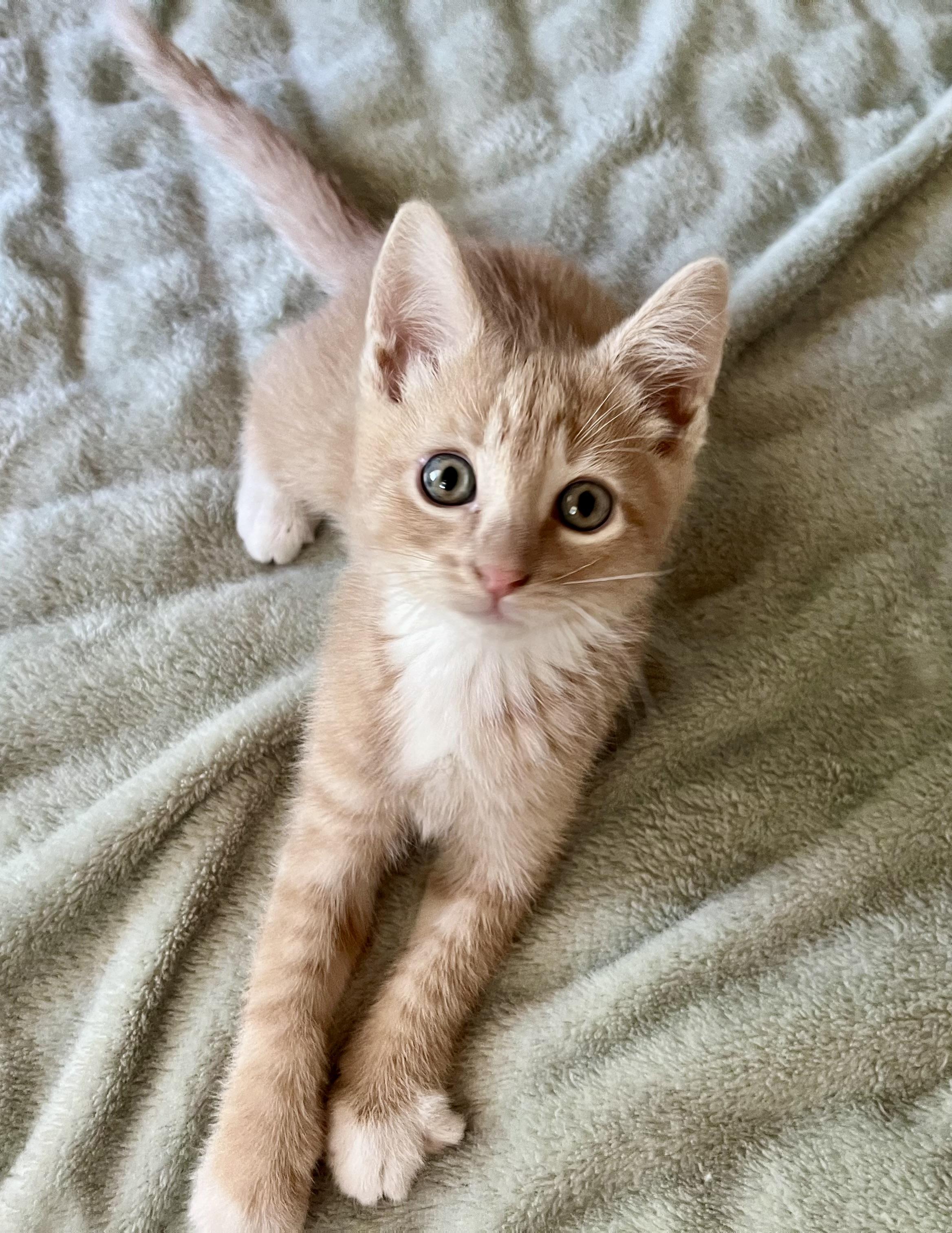 Athena, adopted, Kitten Female Domestic Short Hair.