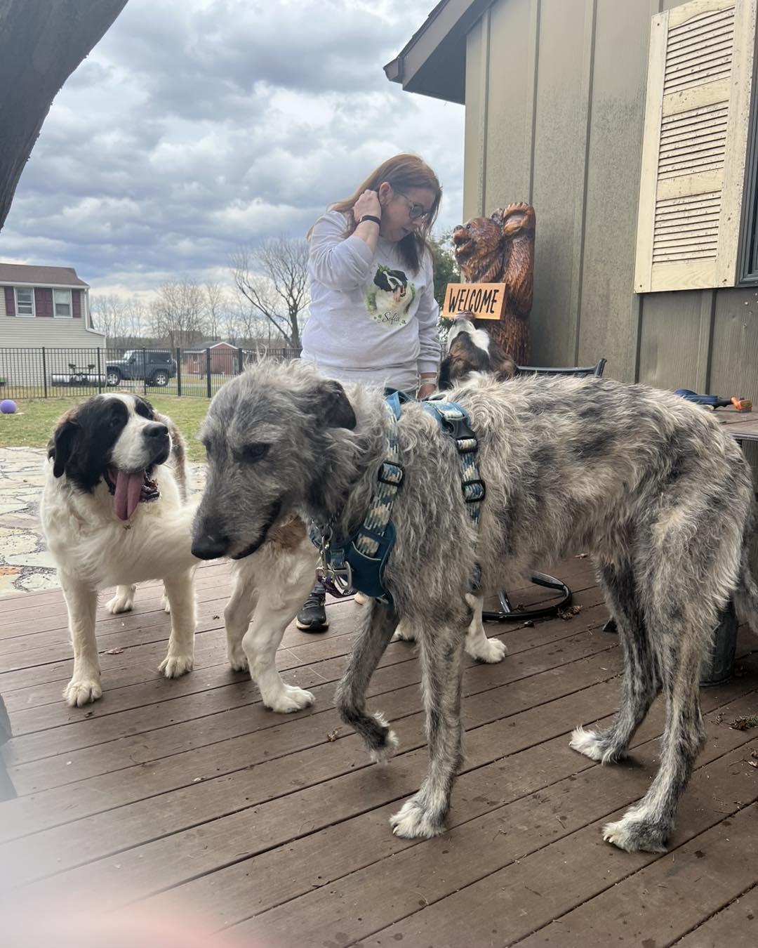Maynard, a Adopted Irish Wolfhound in Chambersburg, PA image 1/3