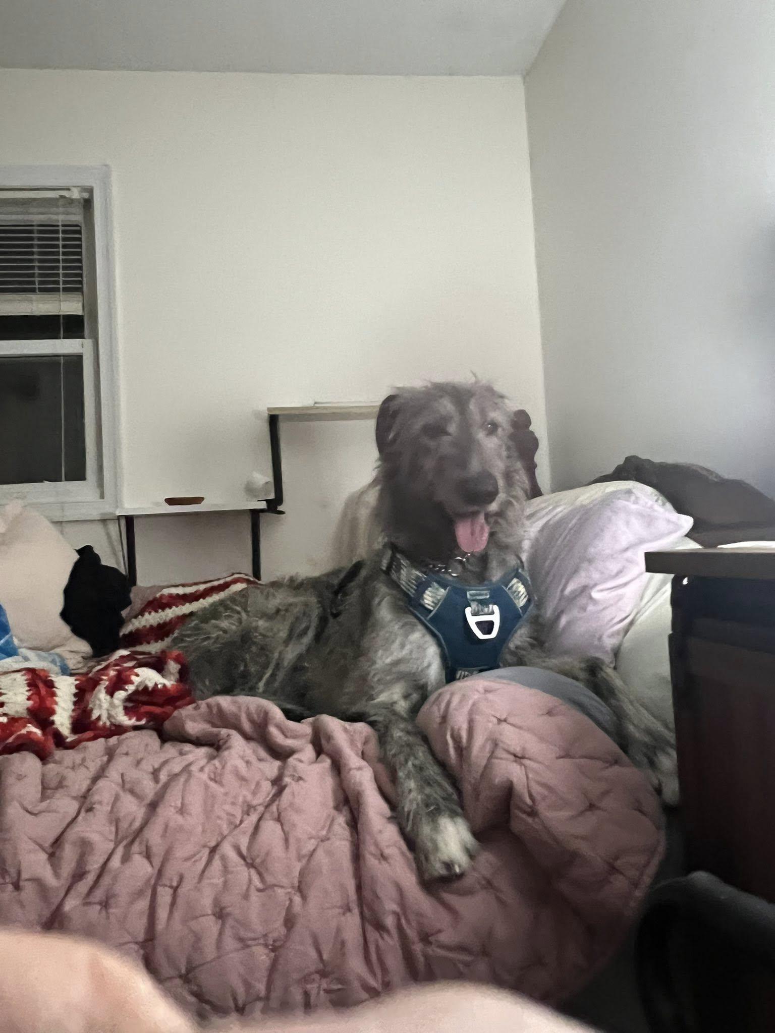 Maynard, Adoptable, Young Male Irish Wolfhound.