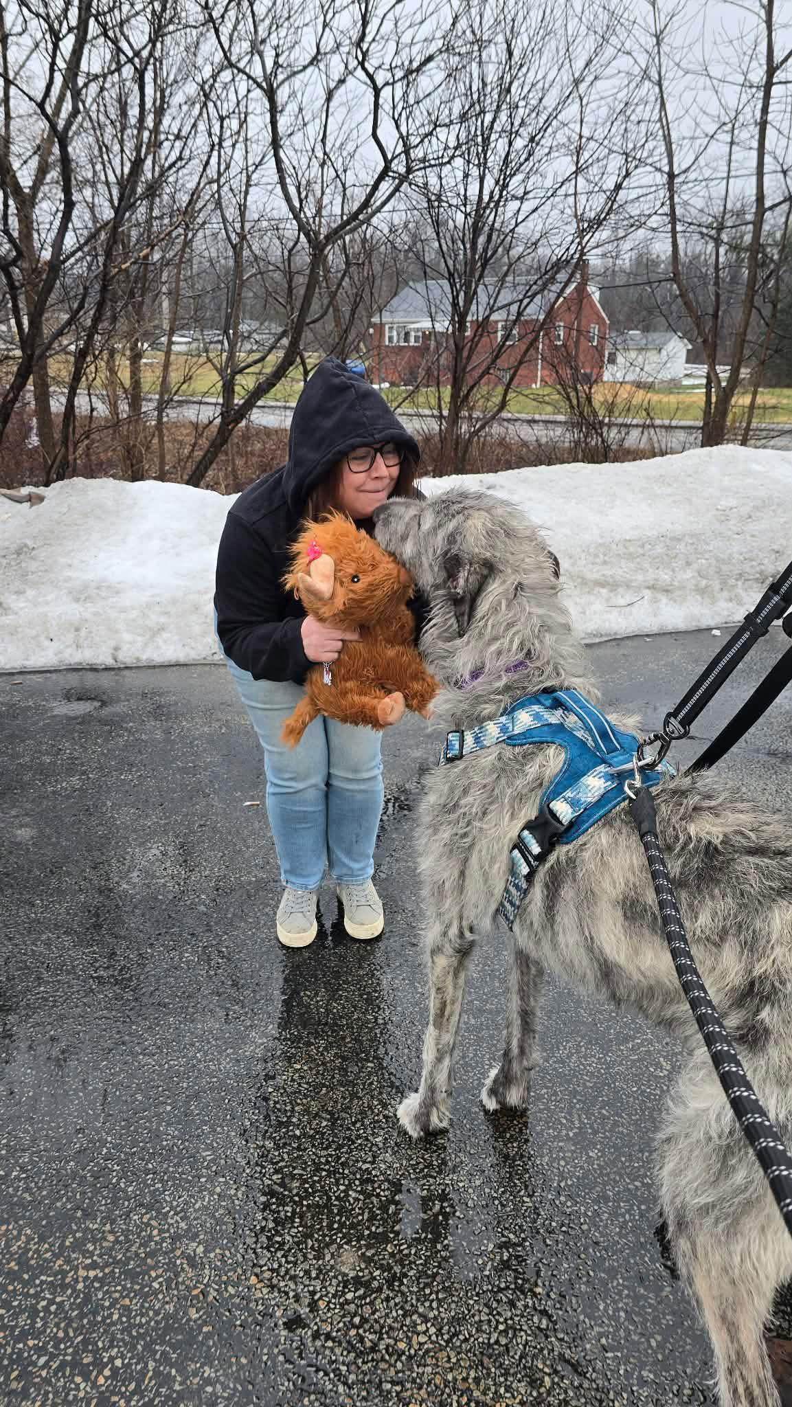 Enlarge Maynard, a Adoptable Irish Wolfhound in Chambersburg, PA image 2/3