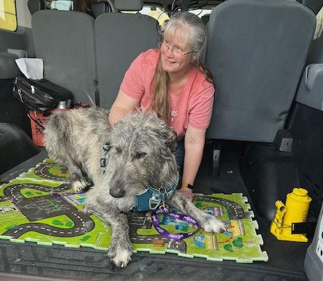 Maynard, a Adopted Irish Wolfhound in Chambersburg, PA image 3/3
