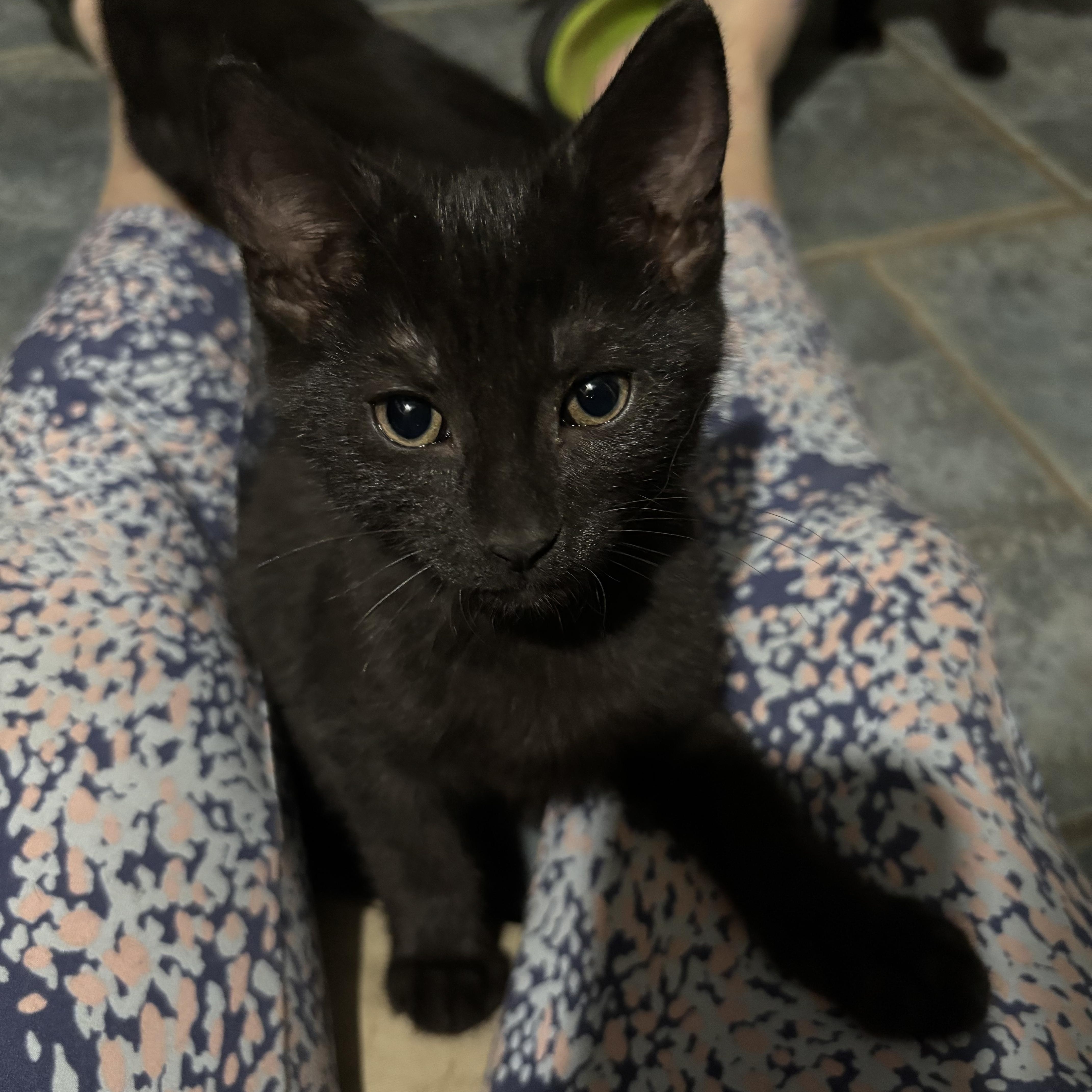 Spock, Adoptable, Kitten Male Domestic Short Hair.