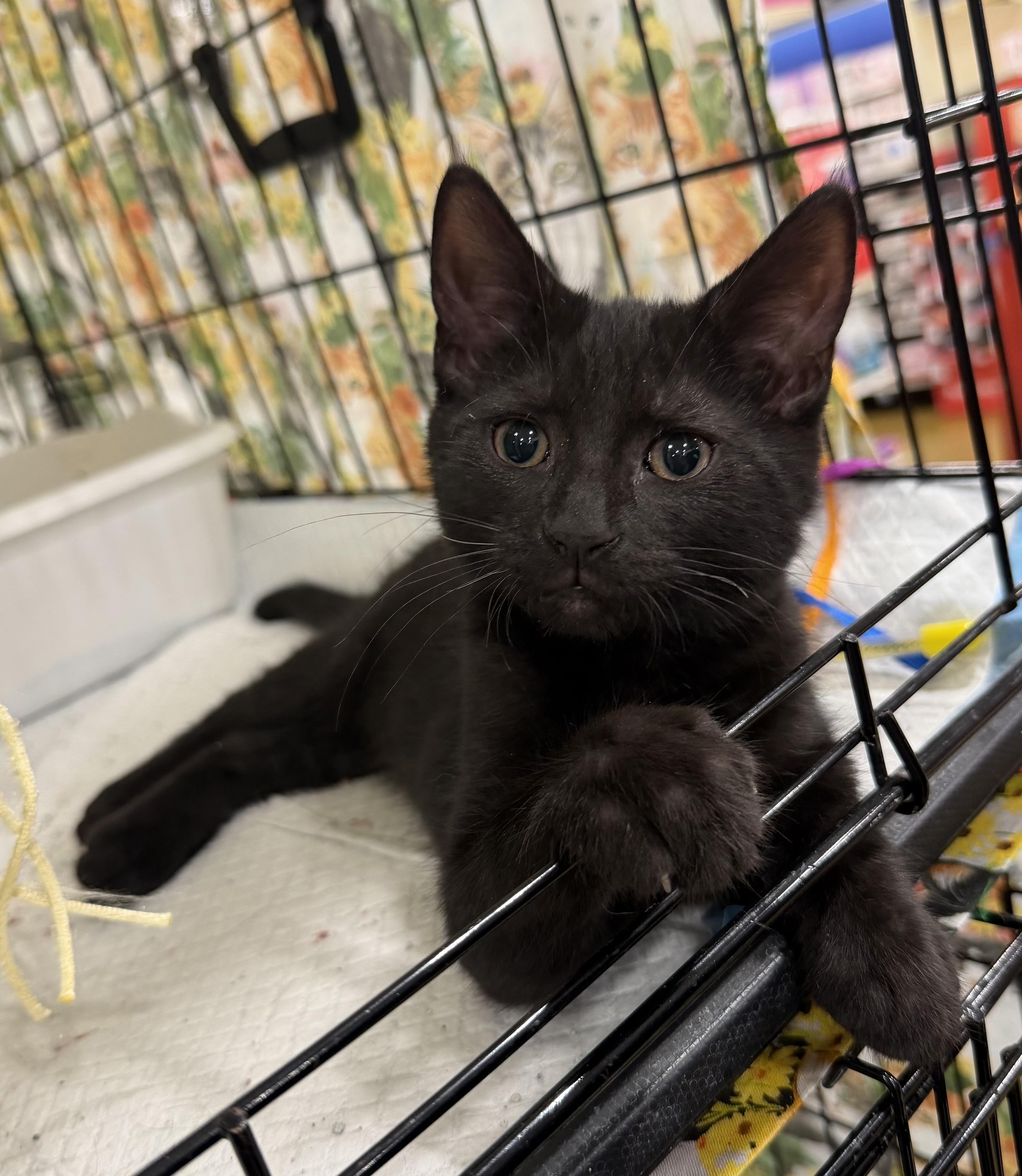 Enlarge Spock, a Adoptable Domestic Short Hair in Oriental , NC image 2/2