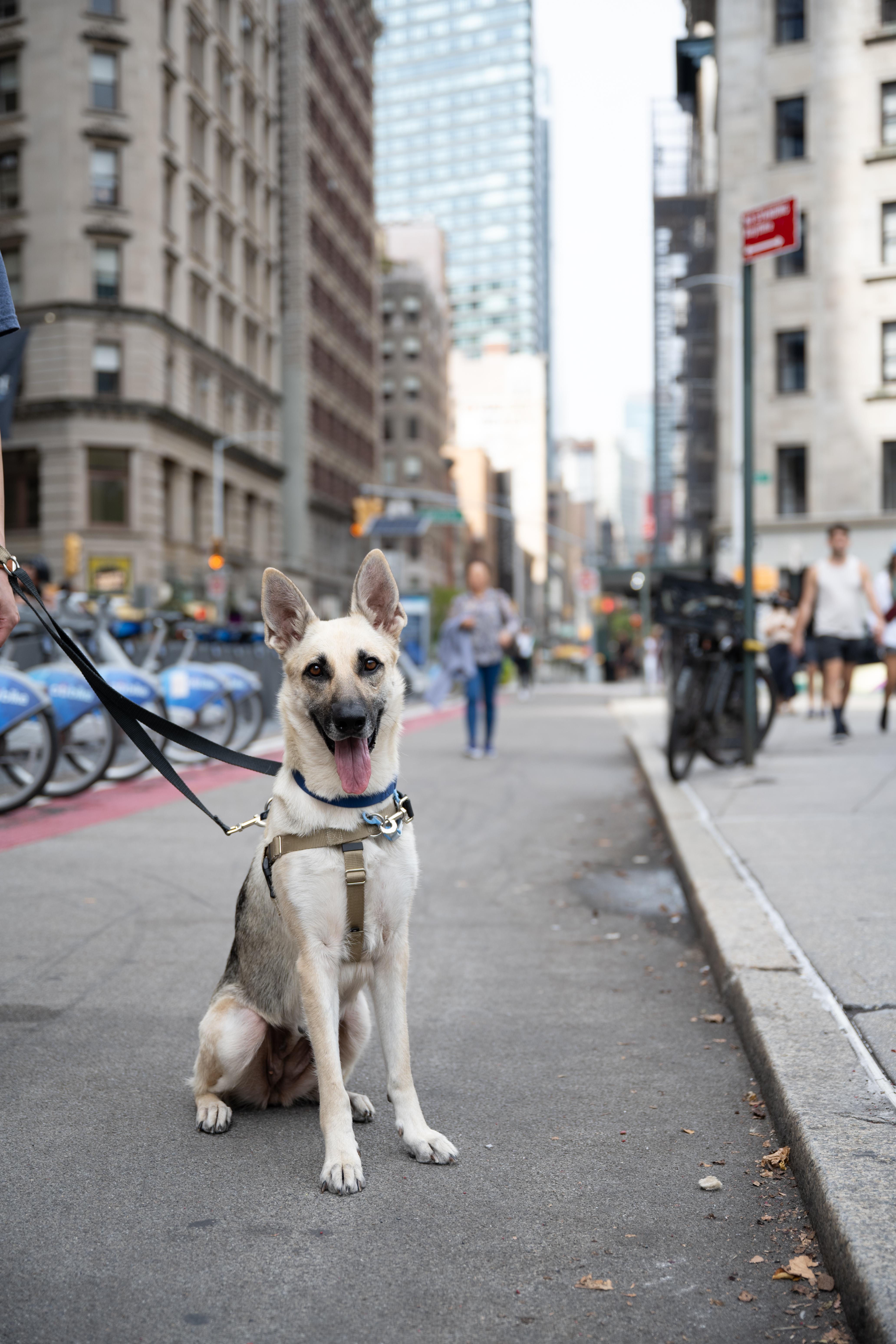Bella, a Adoptable Mixed Breed in Carlstadt, NJ image 1/3