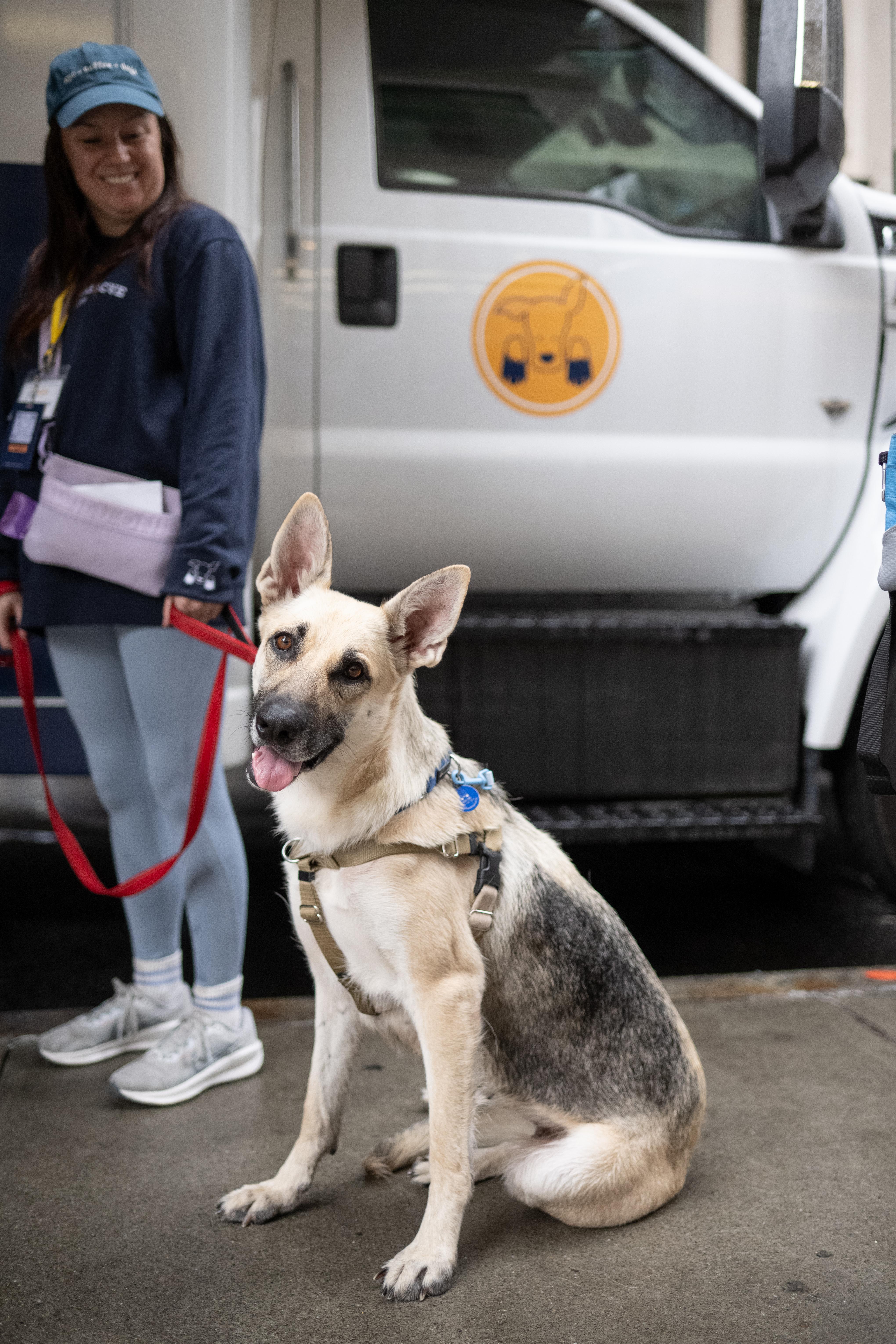 Bella, a Adoptable Mixed Breed in Carlstadt, NJ image 2/3