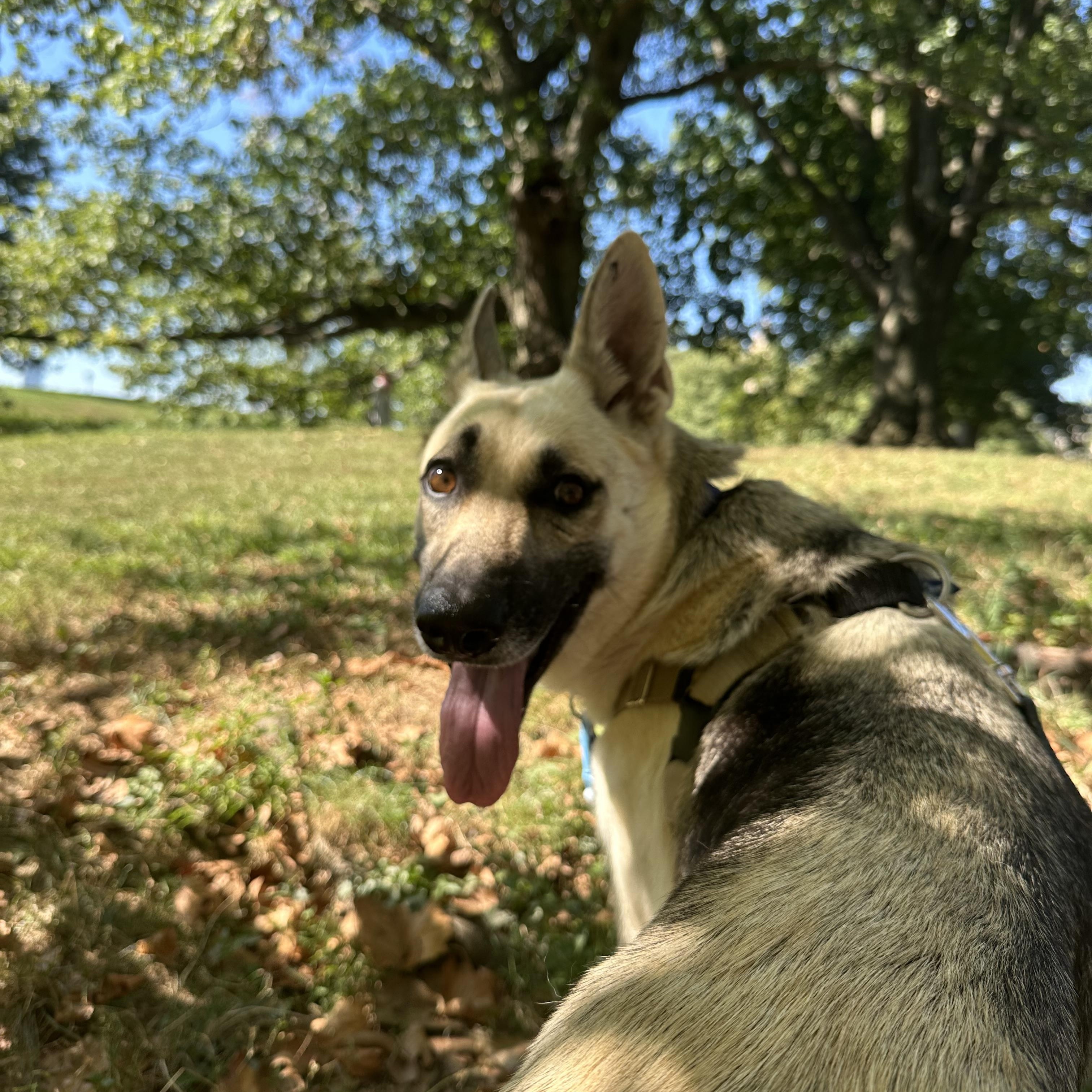 Bella, a Adoptable Mixed Breed in Carlstadt, NJ image 3/3