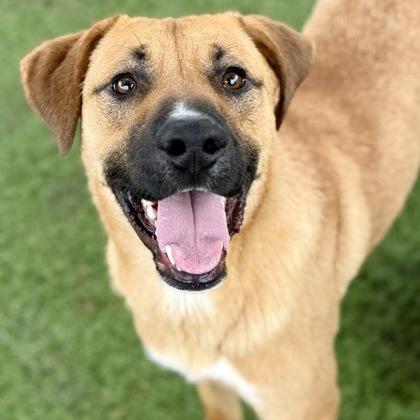 Opie, ADOPTABLE, Young Male Shepherd.