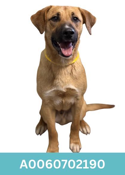 Opie, a ADOPTABLE mixed breed in Red Bluff, CA image 3/3
