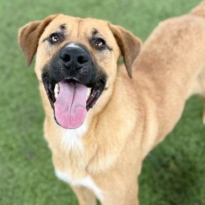 Opie, a ADOPTABLE mixed breed in Red Bluff, CA image 2/3
