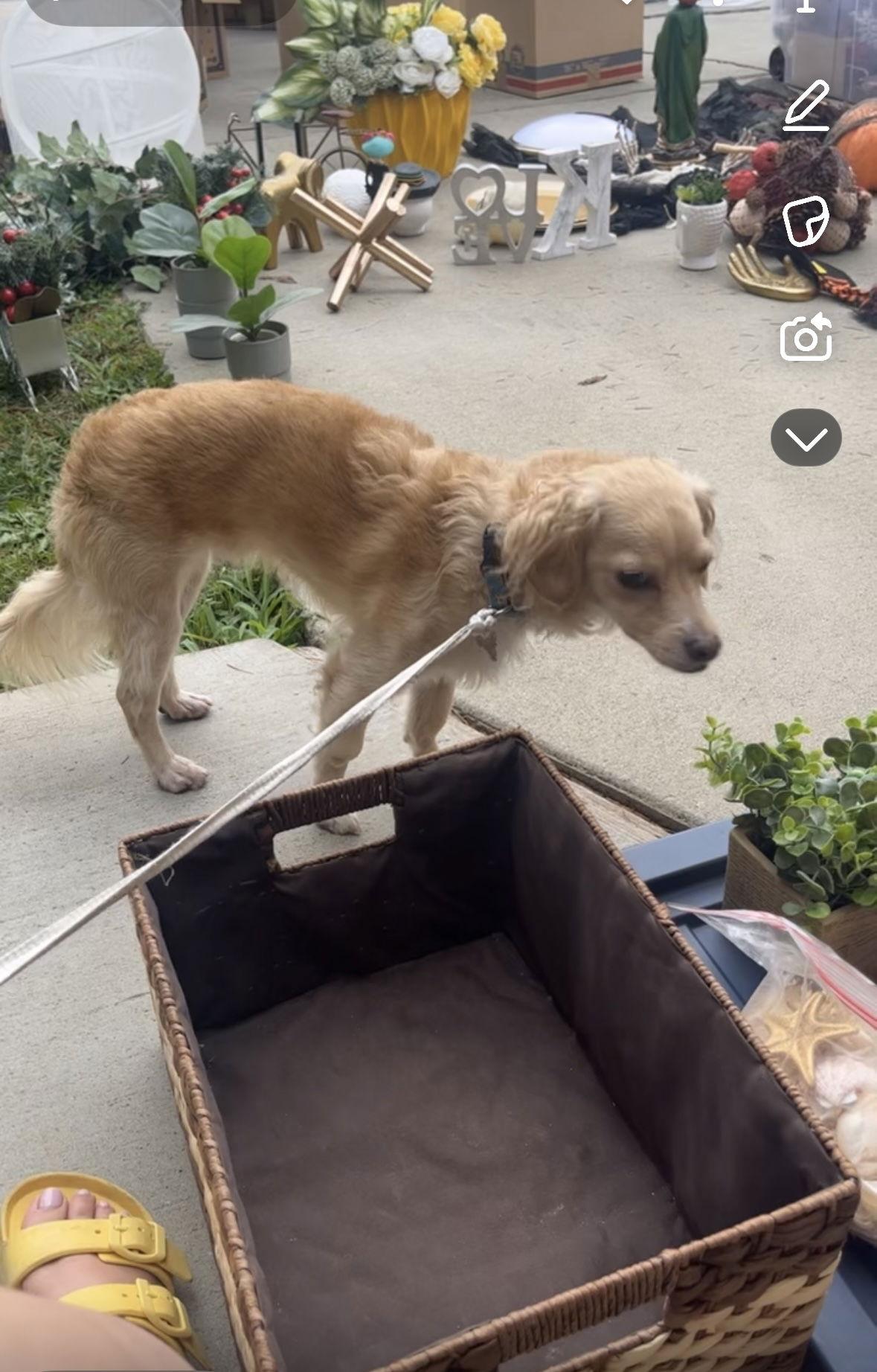 Enlarge Bailey, a Adoptable Terrier in Woodland, CA image 1/2