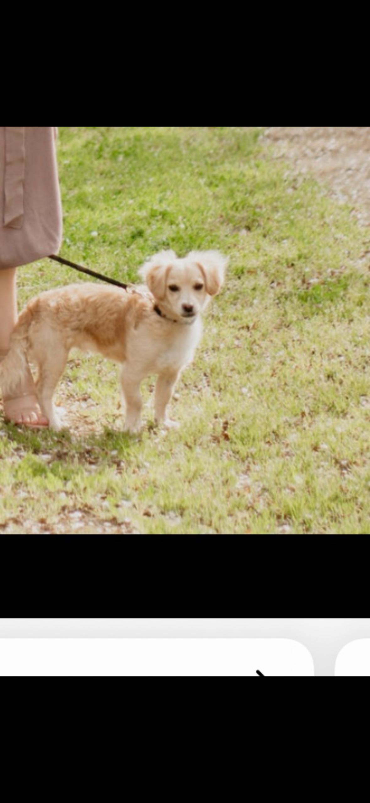 Enlarge Bailey, a Adoptable Terrier in Woodland, CA image 2/2