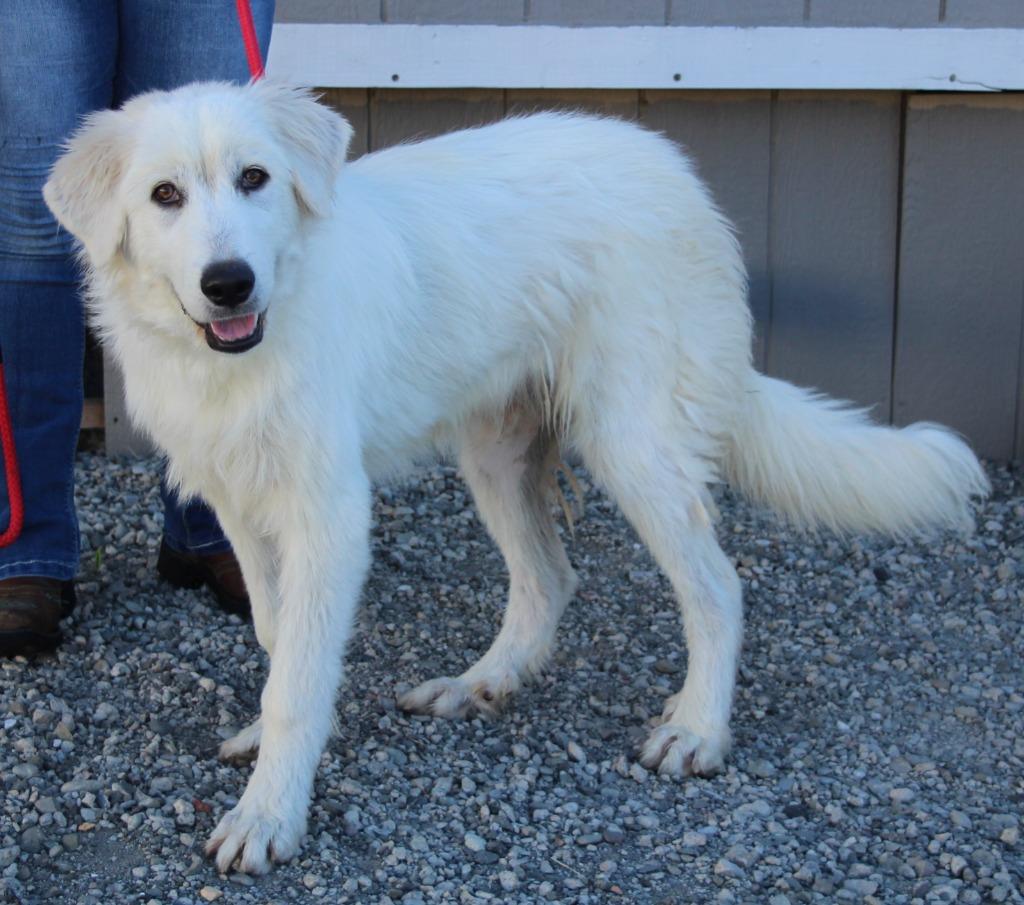 Judge, Adoptable, Puppy Male Great Pyrenees & Mixed Breed.