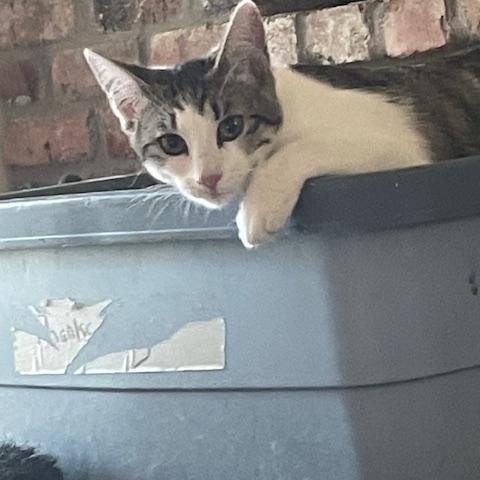 Enlarge Nancy & Sammy, a Adoptable mixed breed in Placerville , CA image 2/5