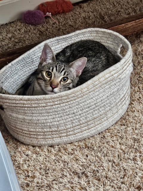 Enlarge Nancy & Sammy, a Adoptable mixed breed in Placerville , CA image 4/5