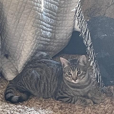 Enlarge Nancy & Sammy, a Adoptable mixed breed in Placerville , CA image 3/5