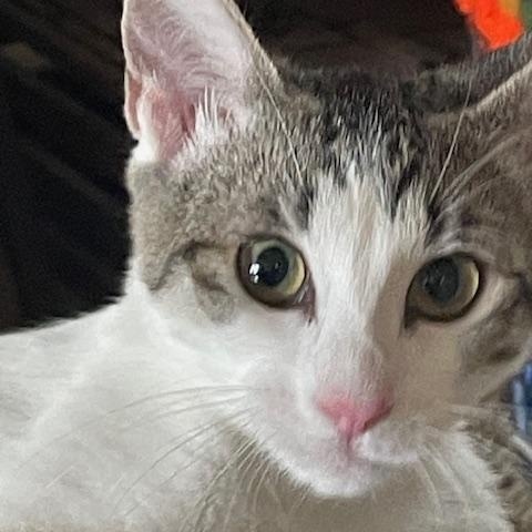 Enlarge Nancy & Sammy, a Adoptable mixed breed in Placerville , CA image 5/5