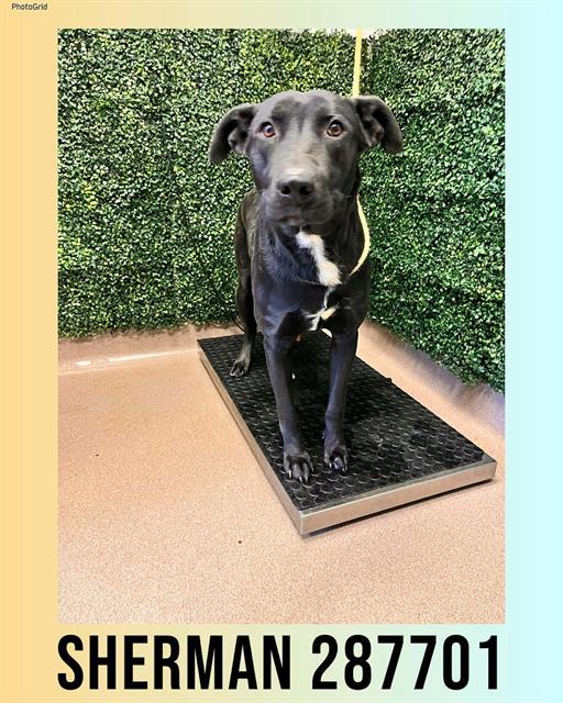 Enlarge SHERMAN, a Adoptable mixed breed in Macon, GA image 1/1