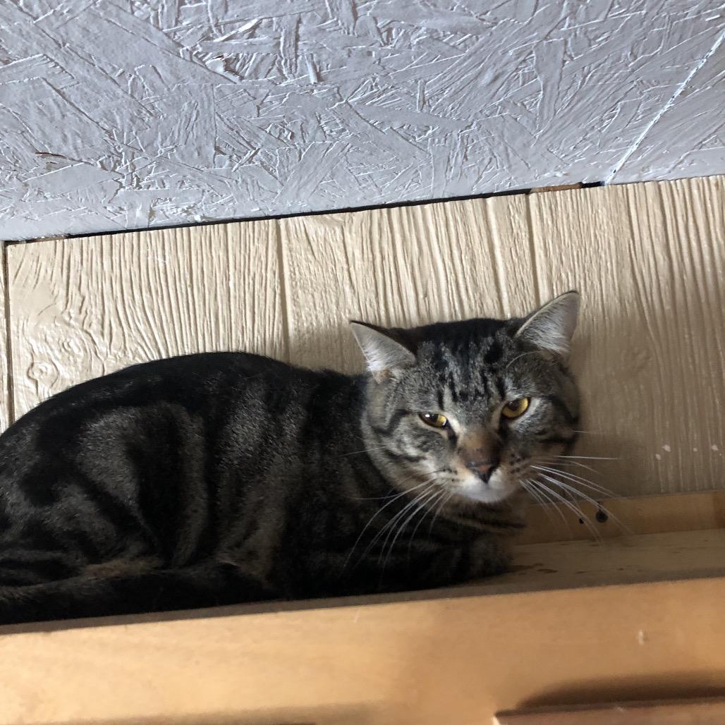 Riesling, Adoptable, Young Male Domestic Short Hair.