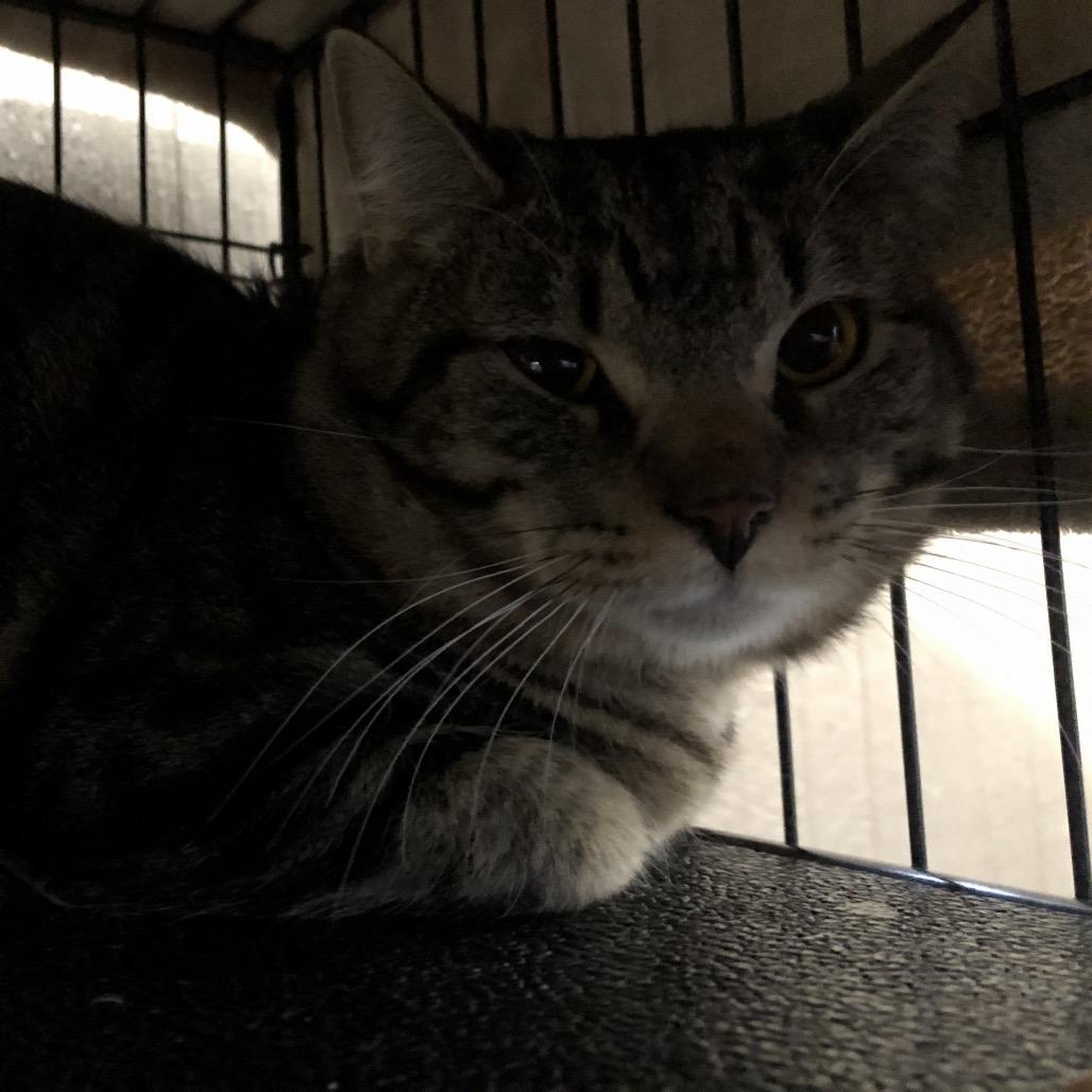 Enlarge Riesling, a Adoptable Domestic Short Hair in Marion, IL image 2/3