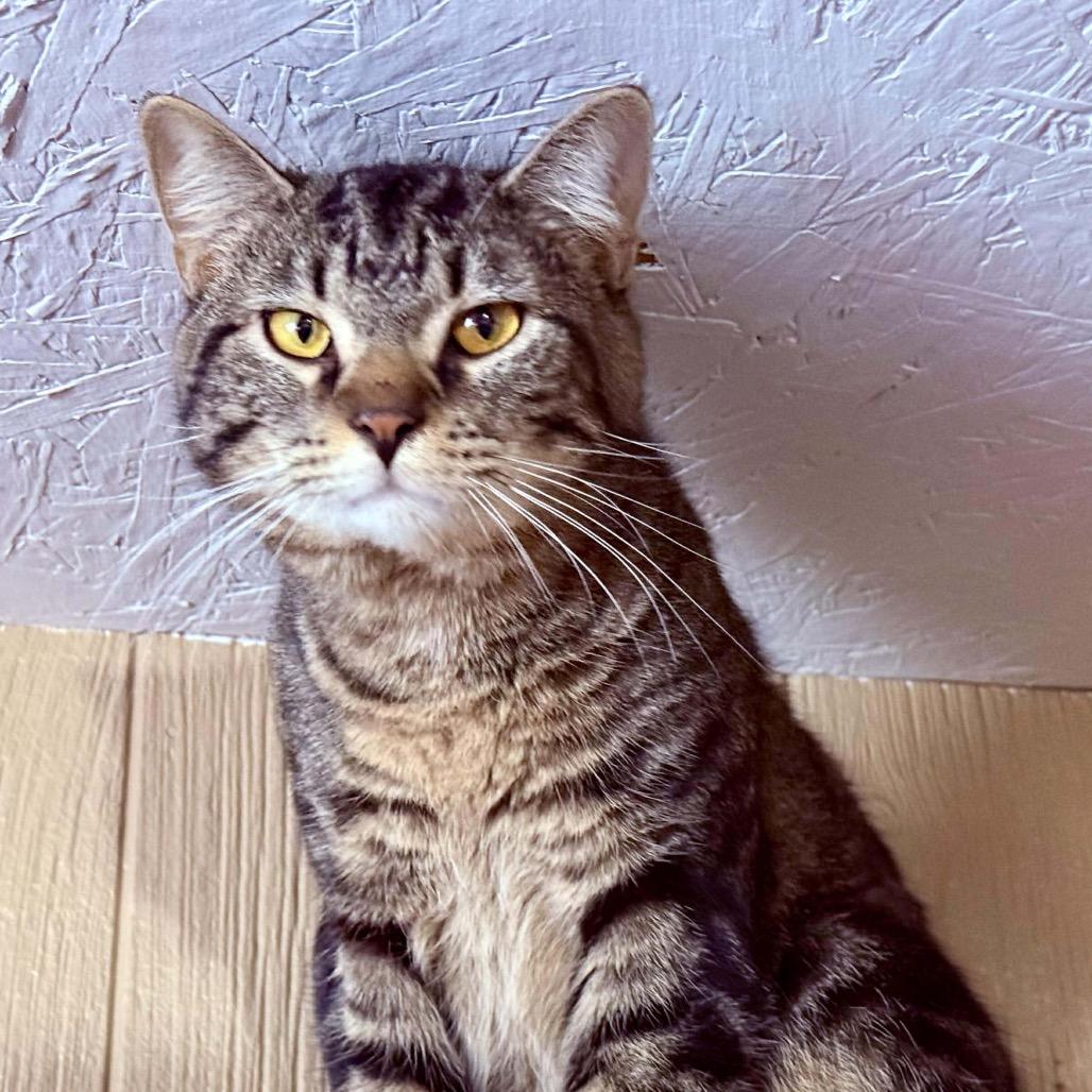 Enlarge Riesling, a Adoptable Domestic Short Hair in Marion, IL image 3/3