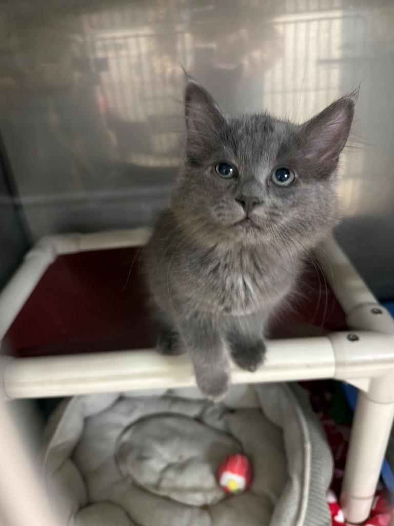 Cinder, Adopted, Kitten Female Domestic Long Hair.