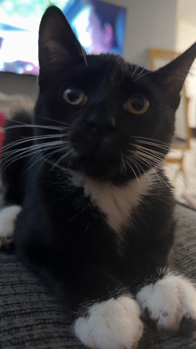 Tiny Tank, Adoptable, Young Male Domestic Short Hair.