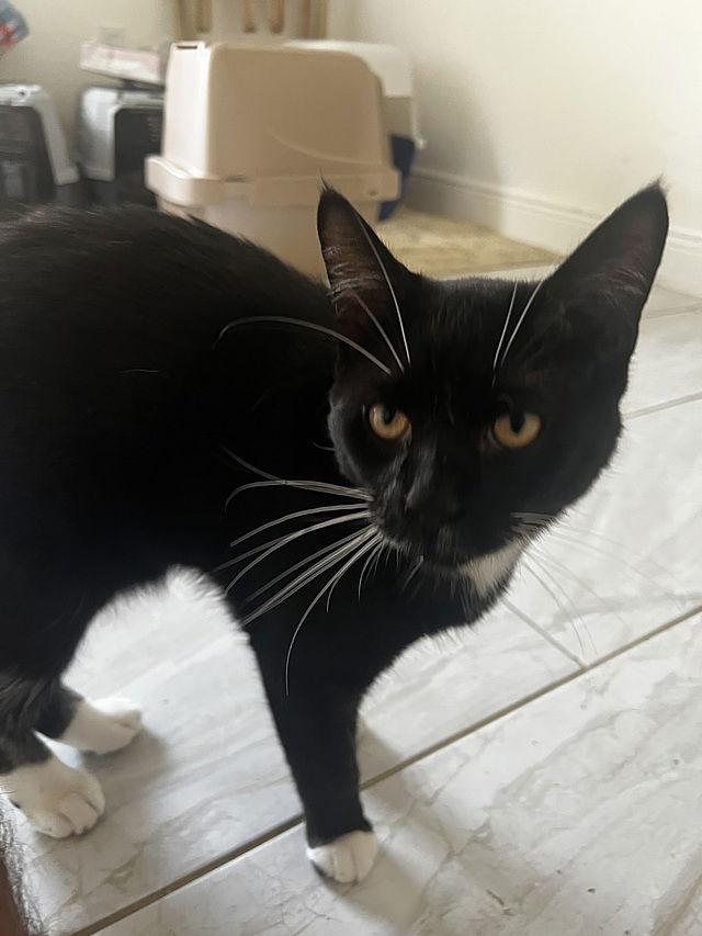 Enlarge Tiny Tank, a Adoptable Domestic Short Hair in Tampa, FL image 2/2