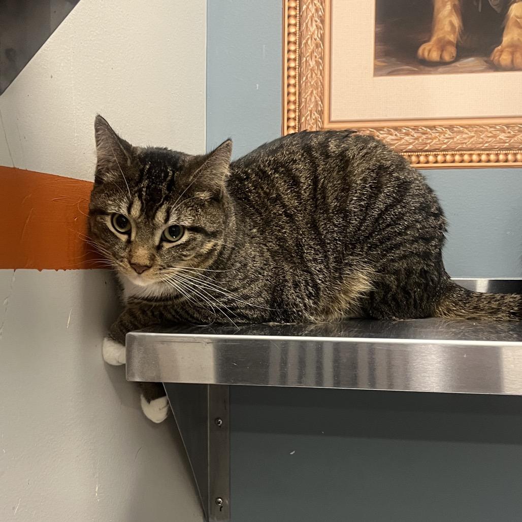 Teddy, Adoptable, Adult Male Domestic Short Hair.