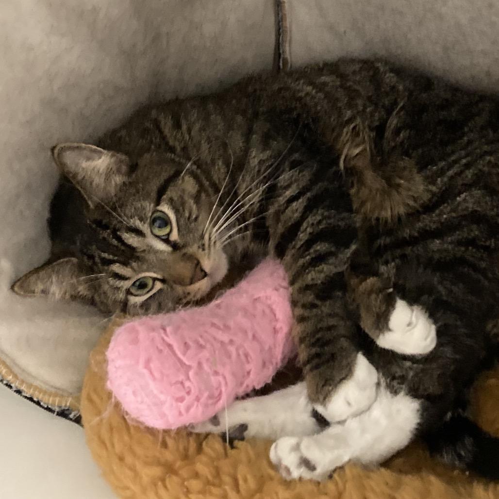 Enlarge Teddy, a Adoptable Domestic Short Hair in Hinsdale, IL image 2/2