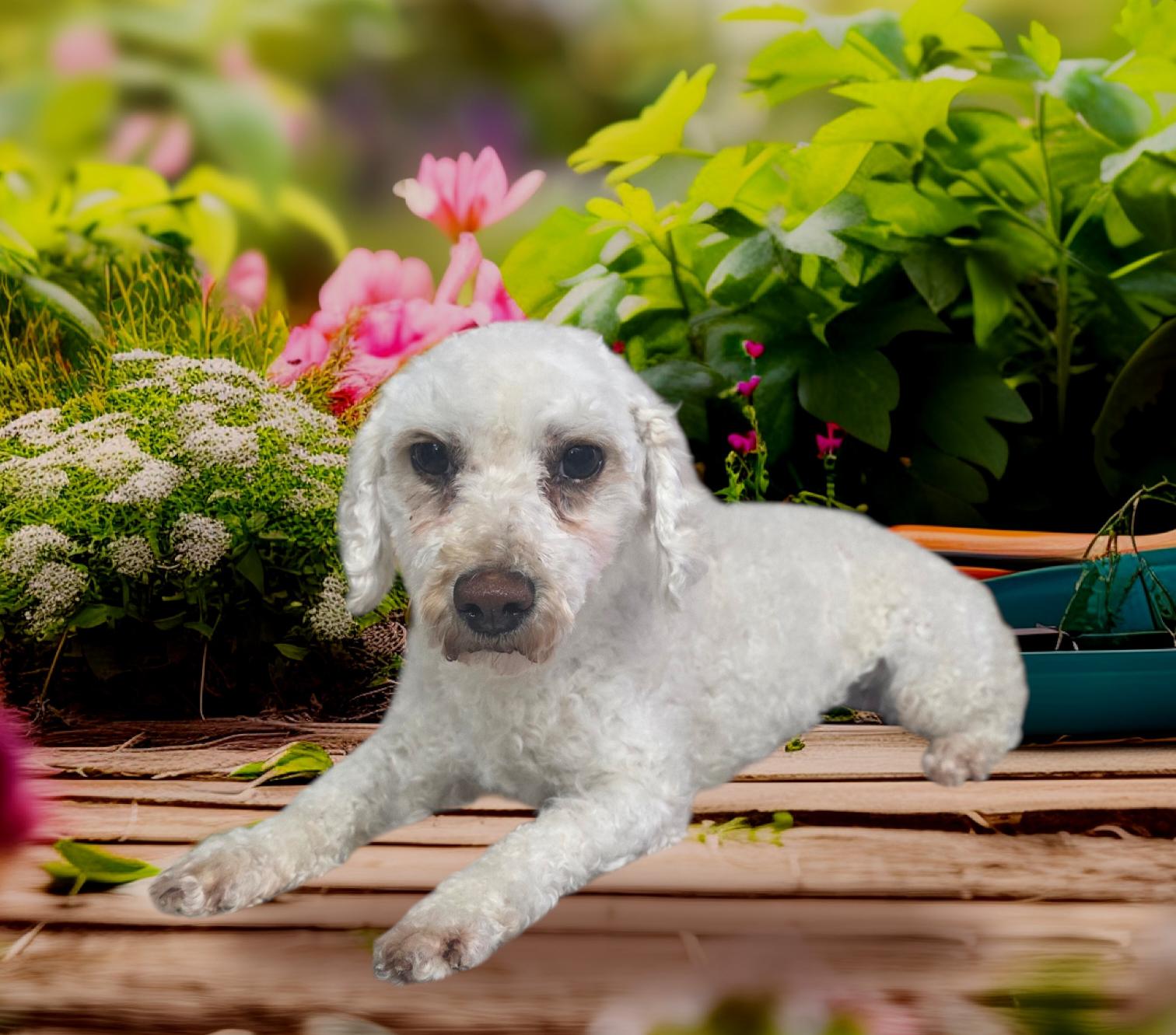 Enlarge Lindy, a ADOPTABLE Poodle in Dallas, GA image 1/1